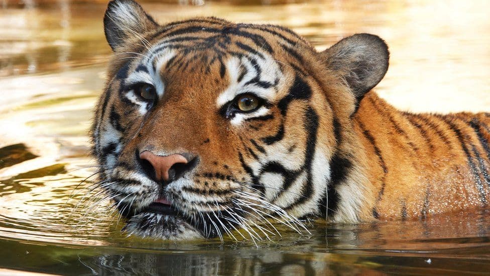 Sulmoi pastruesin e kopshtit zoologjik, vritet tigri i rrallë