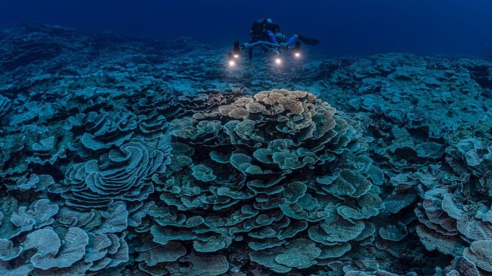 Zbulohet një shkëmb koralor gjigant i pacenuar pranë Tahitit