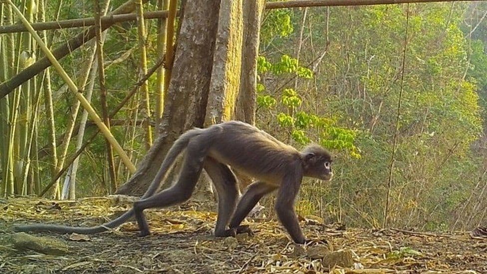 Majmuni fantazmë dhe krokodilit mes specieve të reja të zonës Mekong