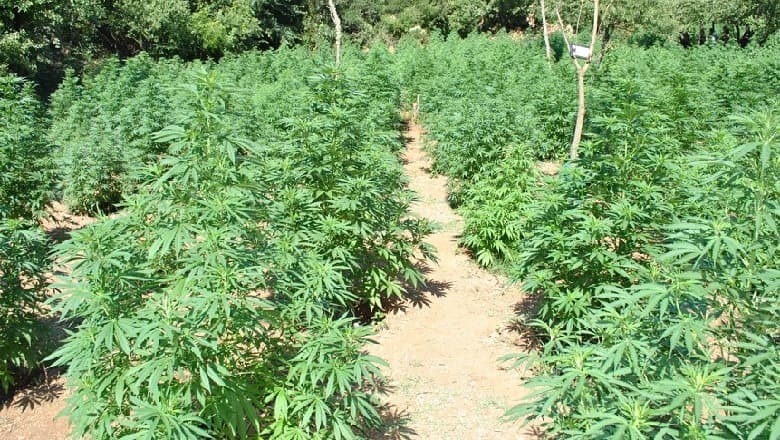 Mbollën 1700 rrënjë kanabis në Gjirokastër, arrestohen 2 persona