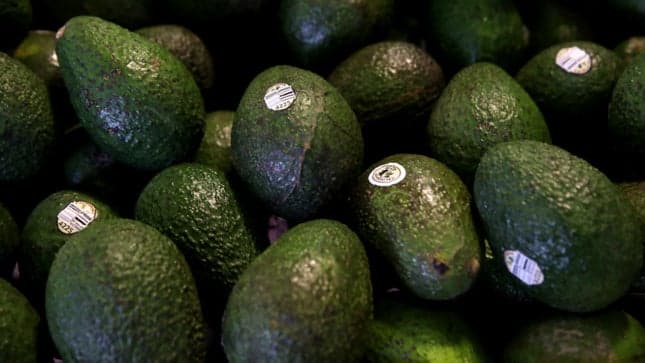 SHBA pezullon importin e avokados nga Meksika pasi kartelet e drogës kërcënojnë inspektorin