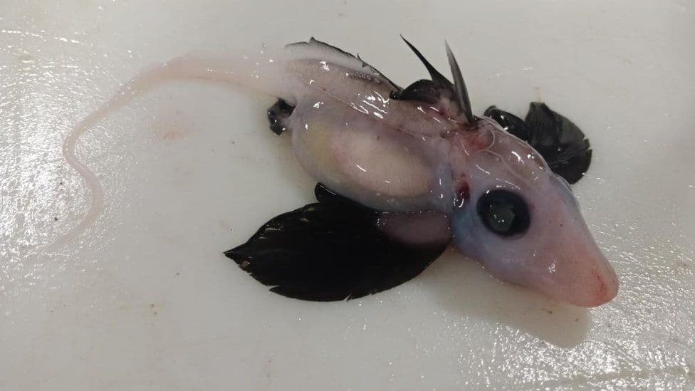 Shkencëtarët zbulojnë një peshkaqen të rrallë në Zelandën e Re