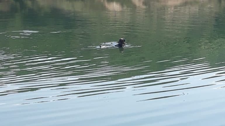Berat, një djalë i ri gjendet i mbytur në rezervuar/ Emri