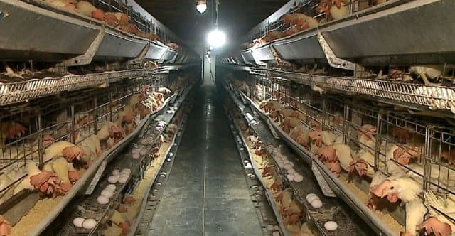 Pulat e ngordhura, Resuli: Tre pikat që duhet të sqarojë ministria