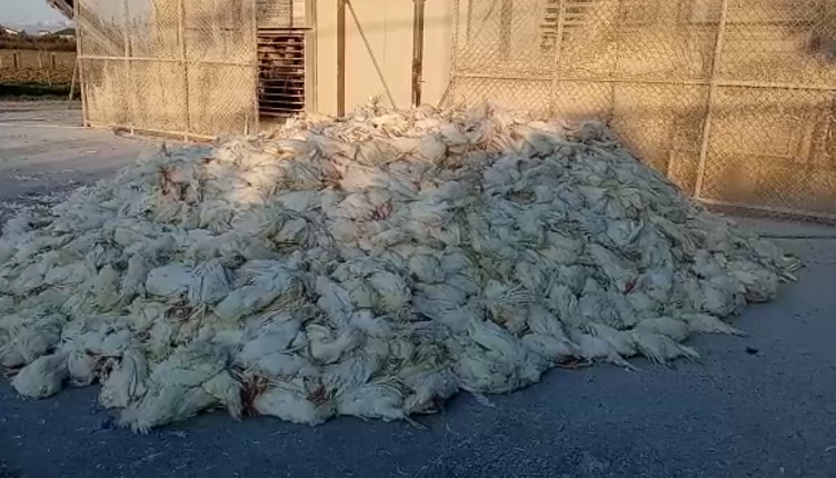 Gripi i shpezëve/ AUV në Kosovë ndalon importin e pulave nga Shqipëria