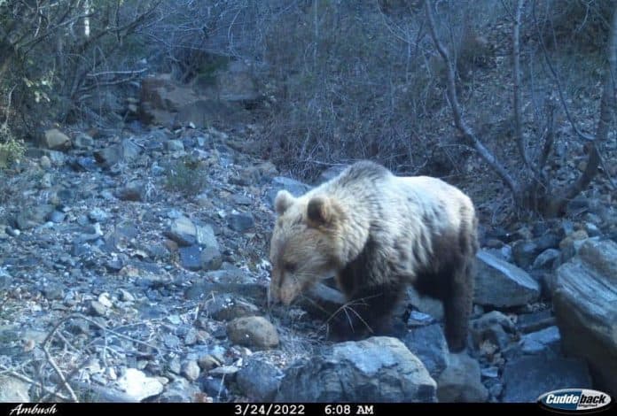 Moratoriumi i gjuetisë/ Kumbaro: Shtohet fauna e egër në Shebenik-Jabllanicë