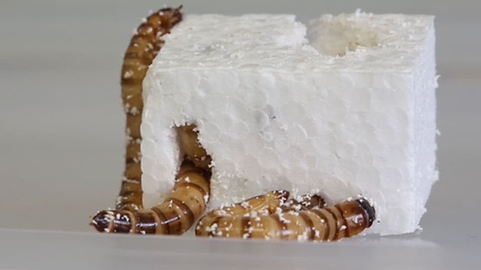 Superkrimbat që përtypin plastikë ofrojnë shpresë për riciklim