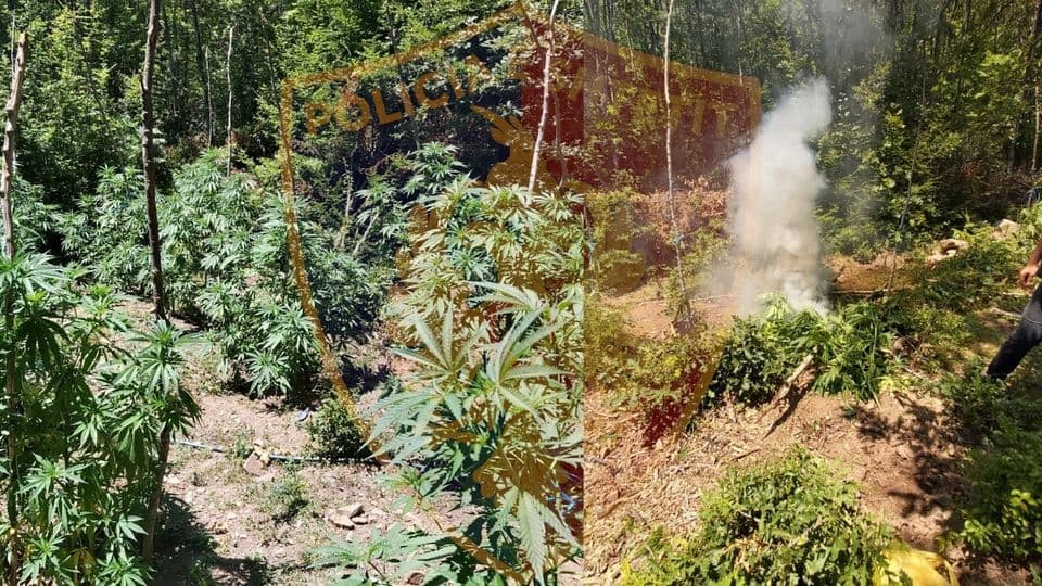 20-vjeçari kapet duke vaditur në parcelën me kanabis në Krujë