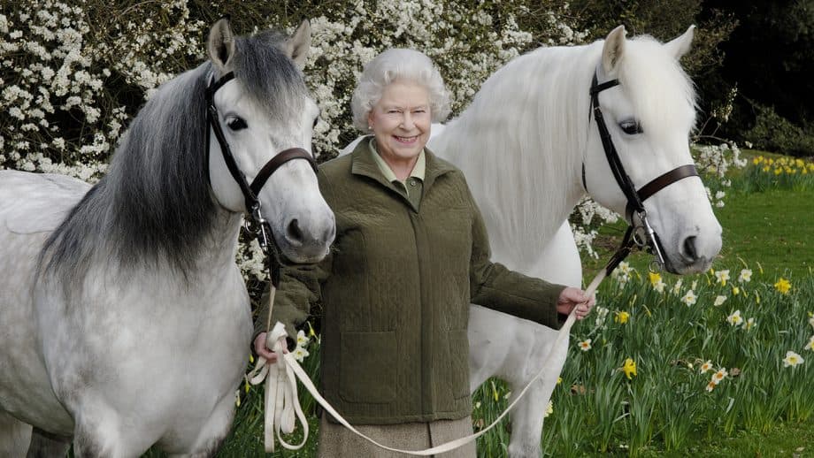 Mbreti Charles nxjerr në shitje 14 kuaj të Mbretëreshës Elizabeth II