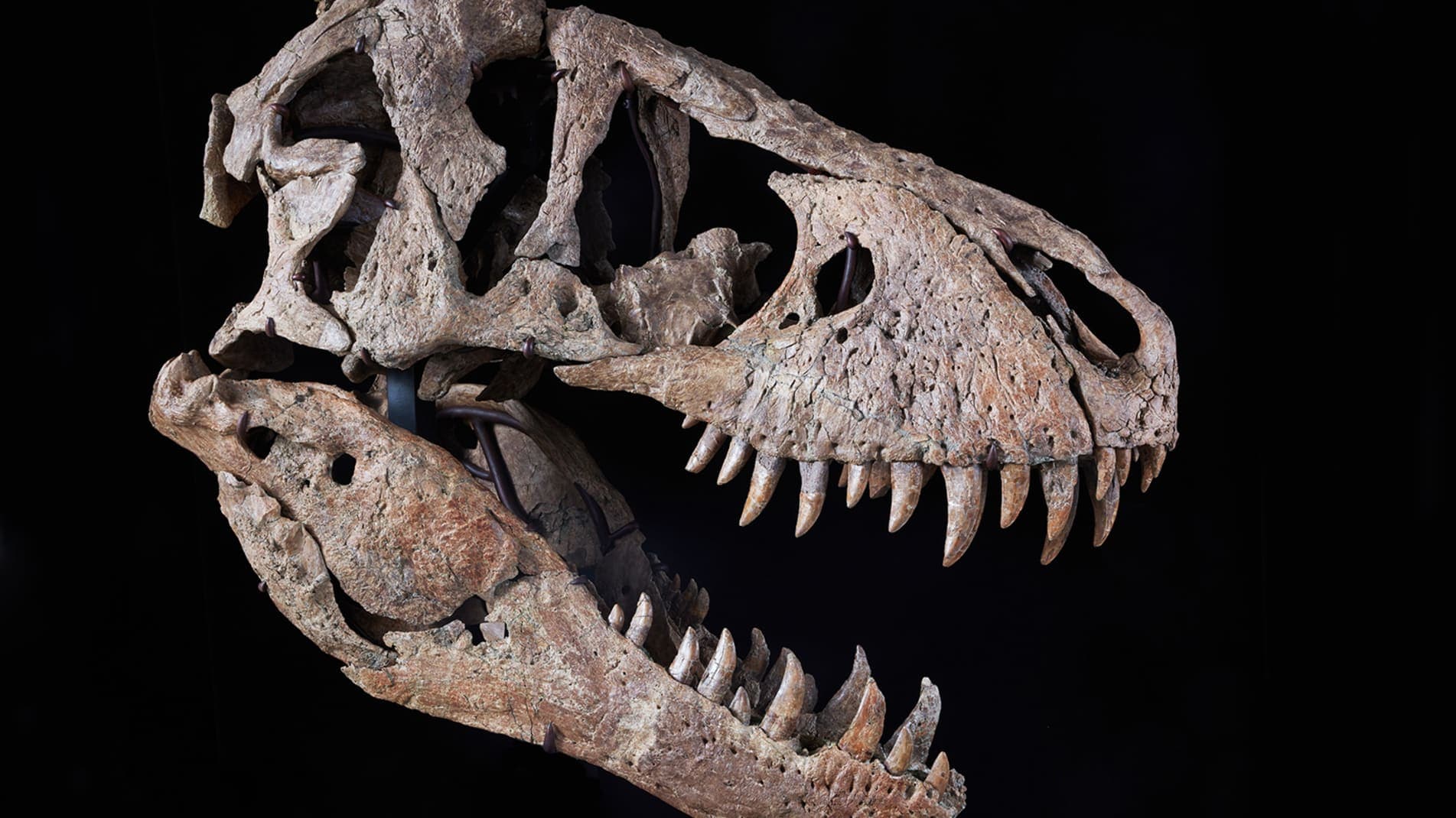 Kafka e T. Rex mund të shitet për 20 milionë dollarë në ankand