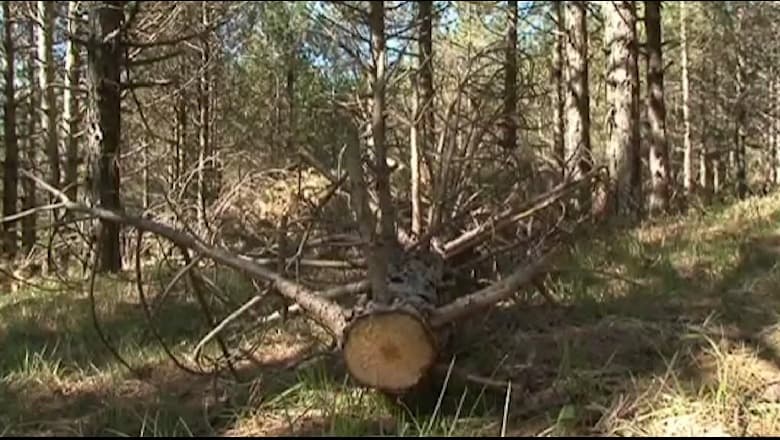 E zë poshtë pema/ Ndërron jetë 42-vjeçari në Berat