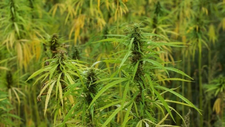 Gjermania do të legalizojë kanabisin për përdorim personal dhe rekreativ
