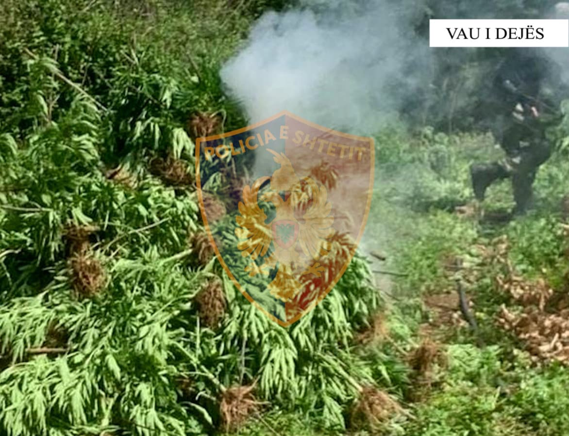 Mbollën parcelën me kanabis, kapet një nga 3 të dyshuarit në Vaun e Dejës