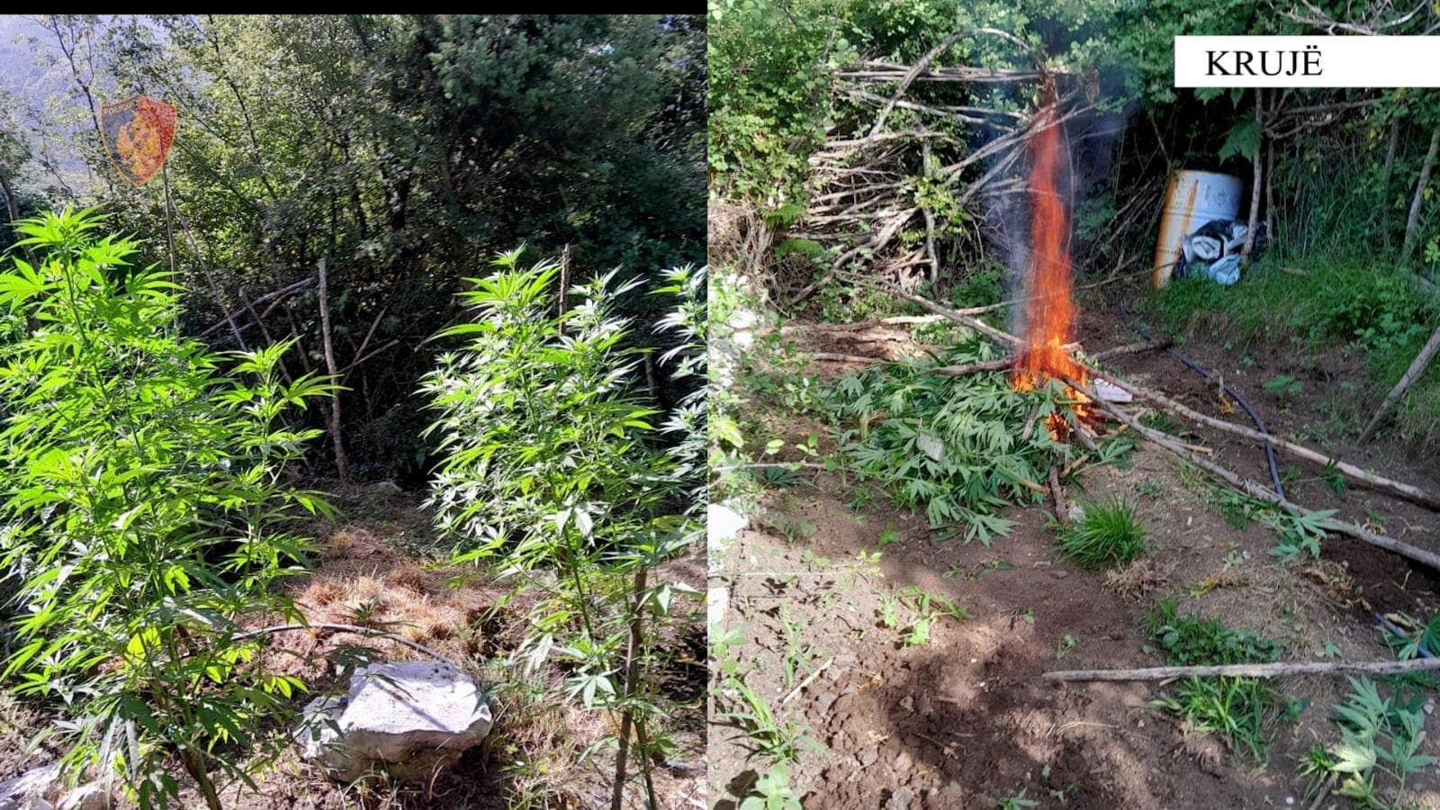 Asgjësohen 609 bimë narkotike kanabis në Krujë