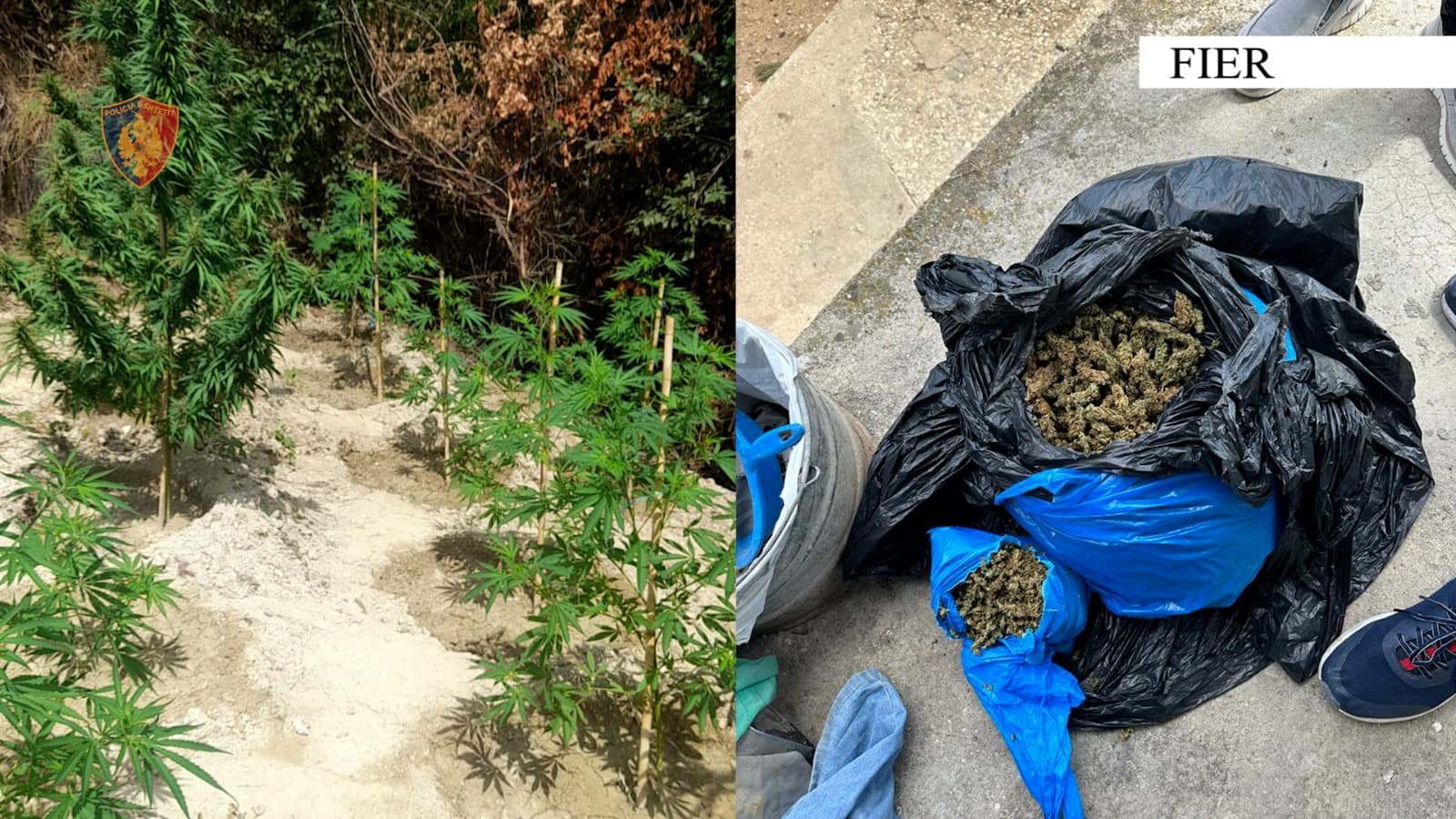 1.7 kg lëndë narkotike kanabis/ Arrestohet 41-vjeçari në Fier