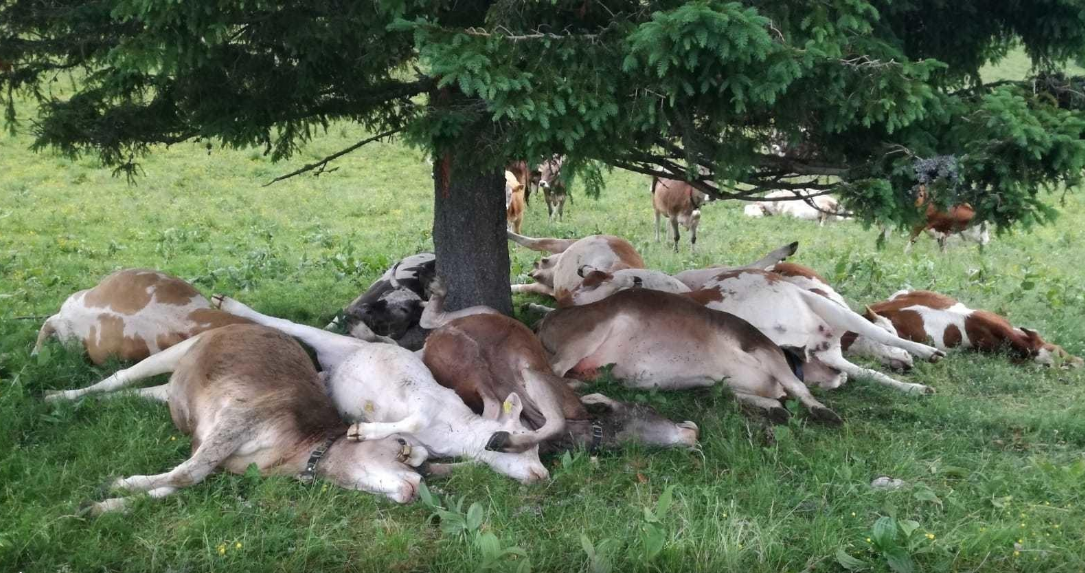 Rrufeja godet tufën me bagëti në Gramsh, shpëton çobani