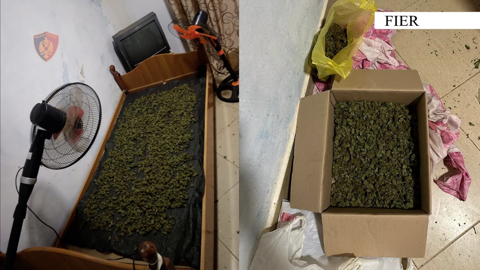 Thante me freskuese kanabisin në banesë, arrestohet një person në Fier