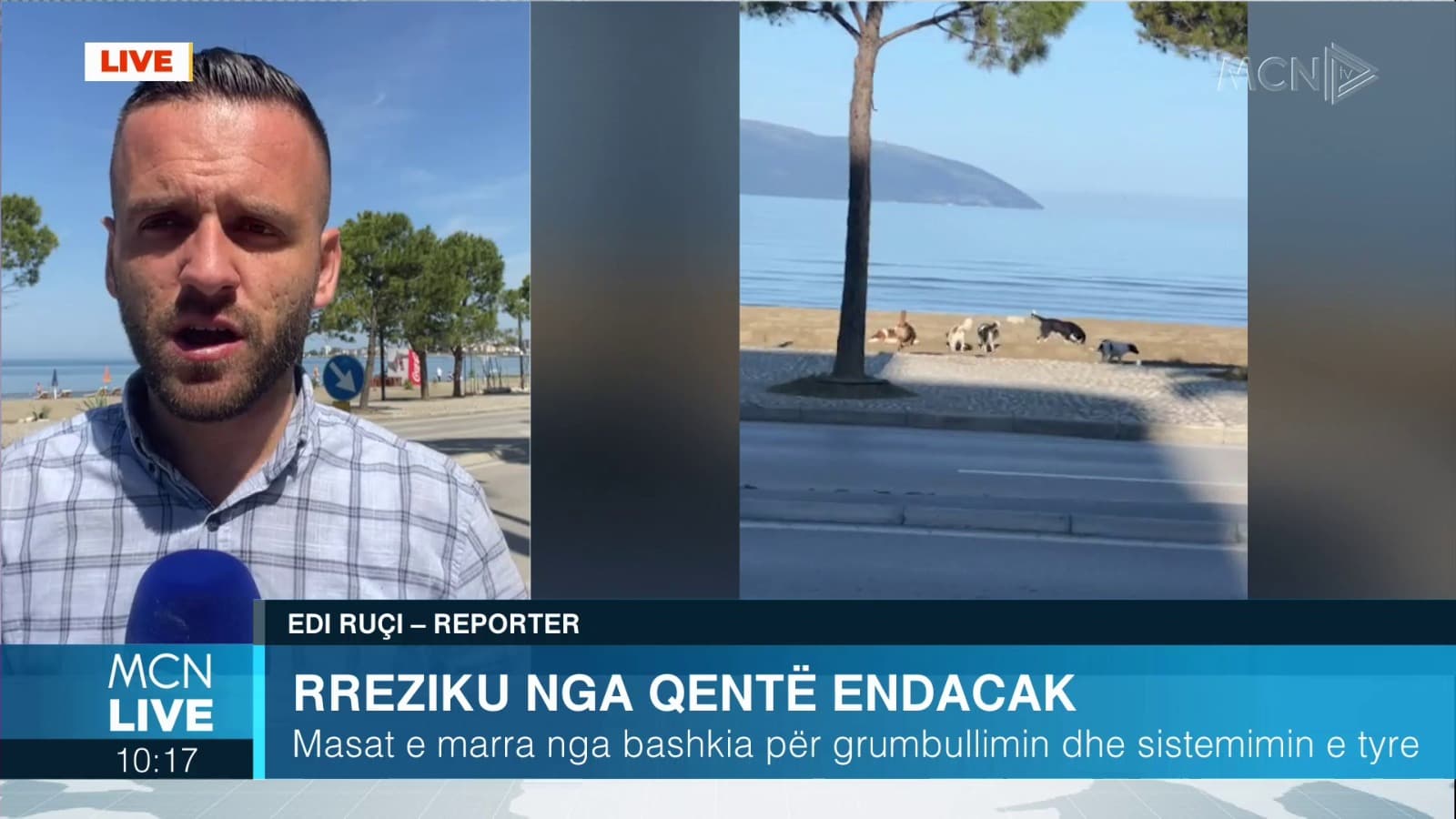 Vlora në rrezik nga qentë endacakë, bashkia prej dy vitesh nuk jep fond për strehim dhe sterilizim (VIDEO)