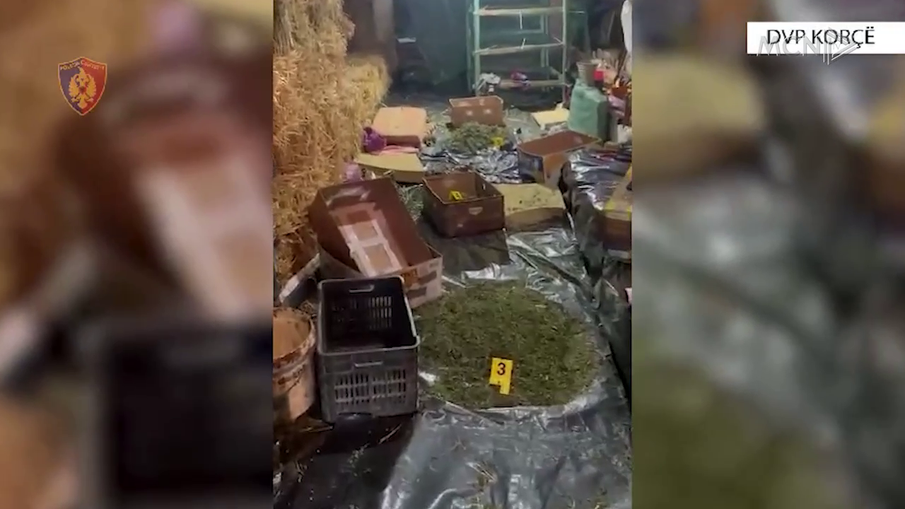 “Koka” e grupit, identifikohet i shpalluri në kërkim për magazinën me kanabis në Korçë