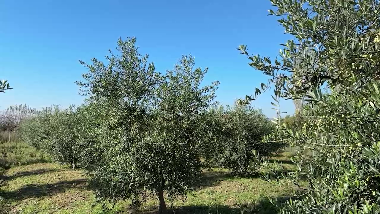Ullinjtë zënë pak në Lezhë / Shkak thatësira, fermerët rritën sipërfaqet (VIDEO)