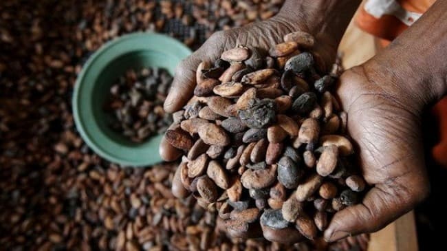 Ndryshimet klimatike kërcënim për furnizimin me çokollatë në botë