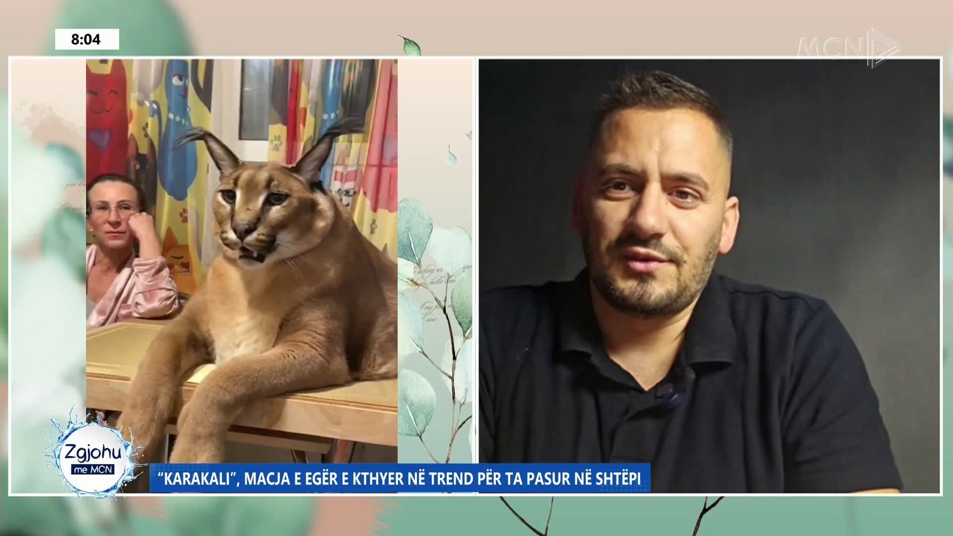 Karakali- macja e egër, trend për ta mbajtur në shtëpi/ Ymerli: E rrezikshme, kërkohet certifikatë speciale