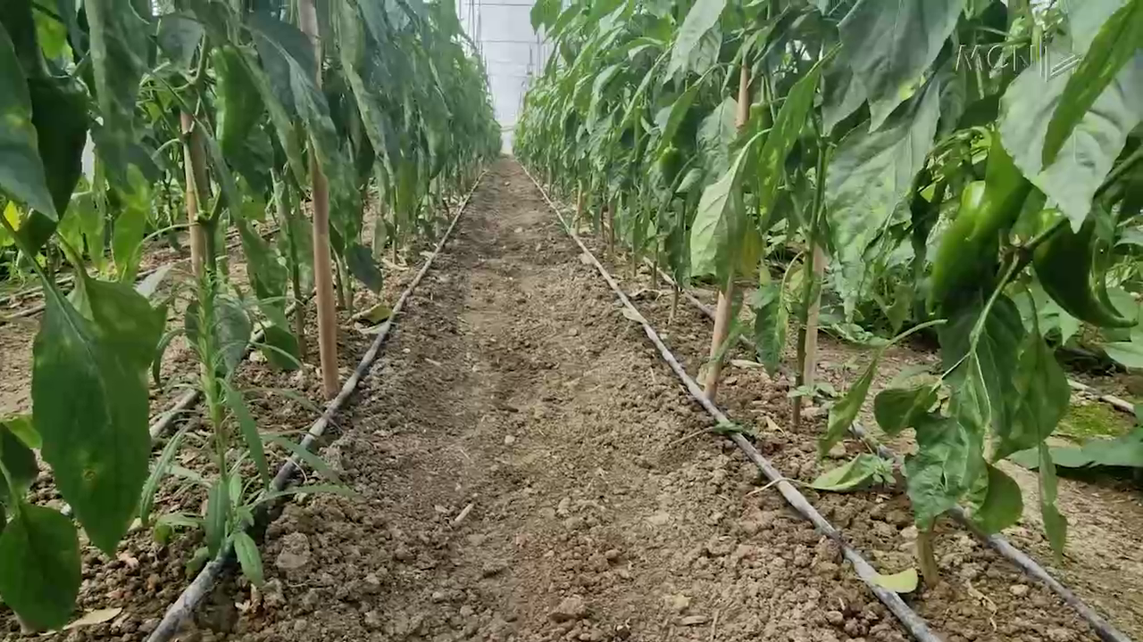 Kthimi i specave me pesticide / Inspektorët e bujqësisë zbarkojnë në serra (VIDEO)