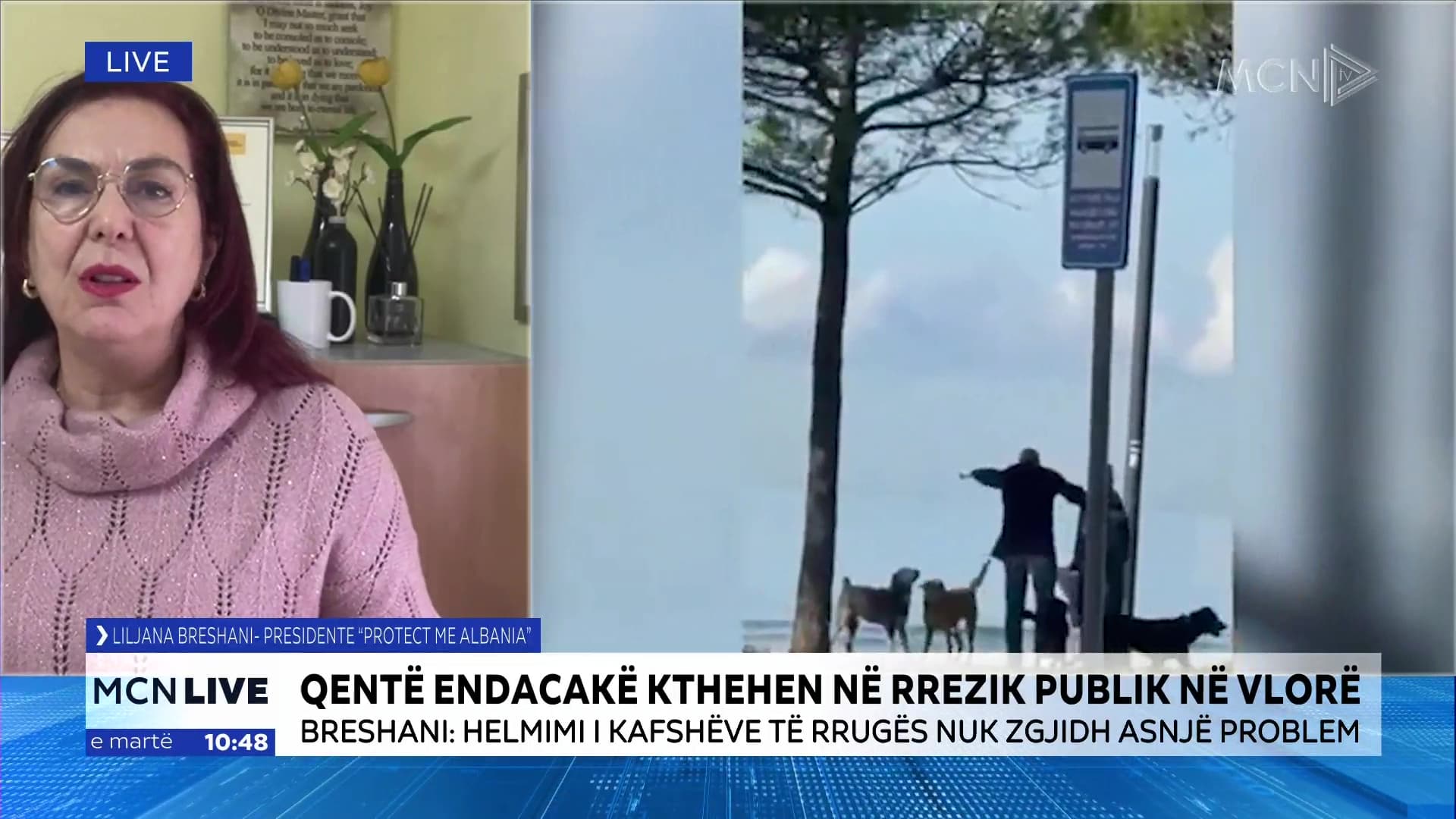 Qentë endacakë, rrezik publik në Vlorë/ Breshani: Problem kombëtar për shkak të moszbatimit të politikave bashkiake dhe qeveritare