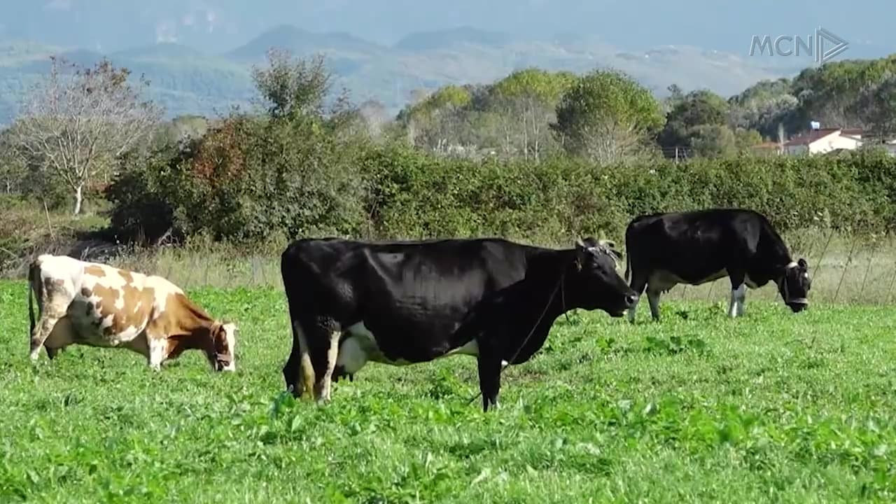 “Bujqësia, rruga e vështirë drejt BE-së” / Paketë ligjore për standardet e produkteve bujqësore (VIDEO)