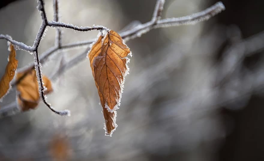 Moti sot/ Reshje shiu të herëpashershme, temperaturat minimale deri në -2 °C