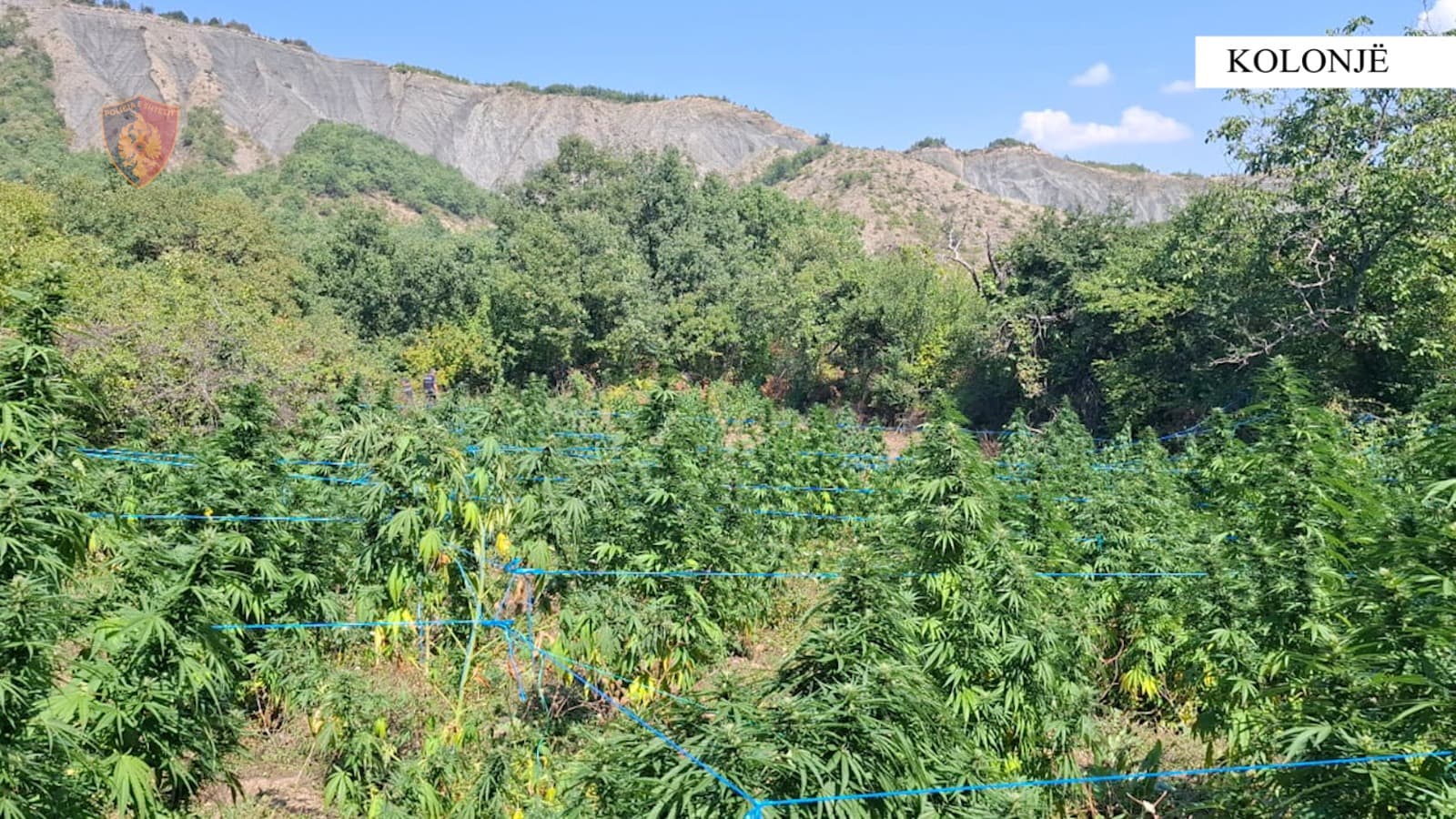 Kishin mbjellë 270 rrënjë kanabis, iu gjenden dhe dy thasë bimë të thara/ Arrestohen burrë e grua në Kolonjë