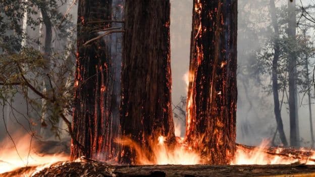 Kalifornia në flakë, Trump e shpall fatkeqësi të madhe