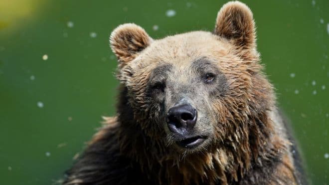 I injektuan qetësues, ariu i rrallë ngordh gjatë një operacioni për ta kapur në Itali