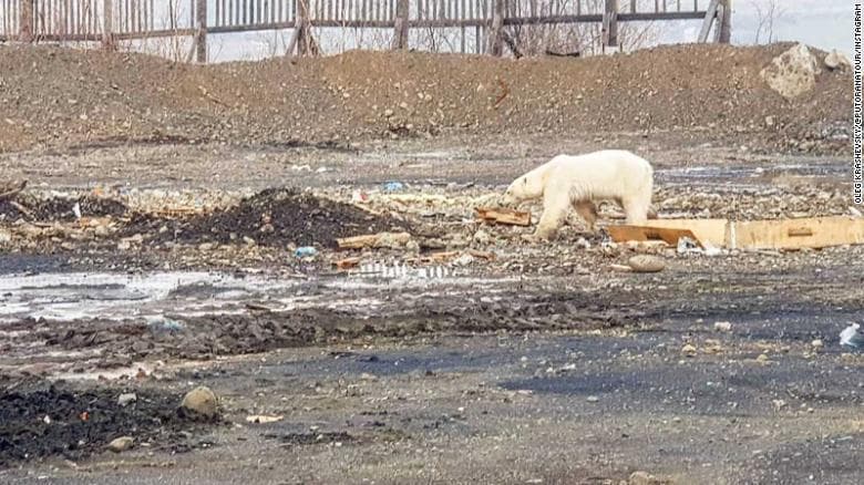Rusi/ Ariu polar kërkon ushqim nëpër qytet (FOTO)