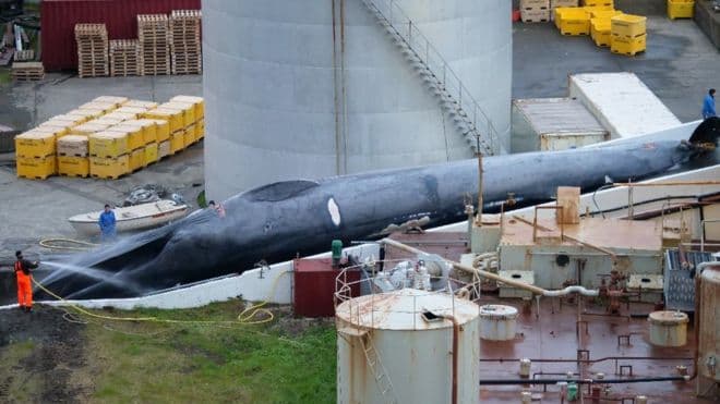 Islanda akuzohet për vrasjen e balenës së veçantë