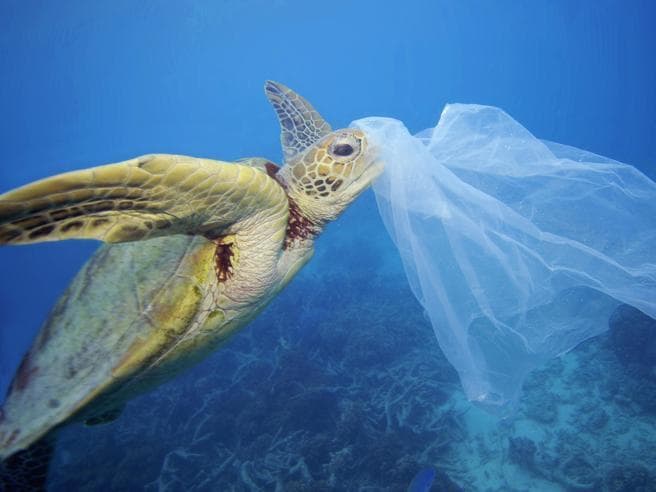 Mesdheu, një det mbeturinash. Raporti i frikshëm i WWF për ndotjen (VIDEO)