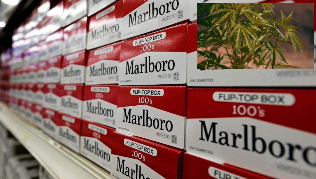 Marlboro investon 1.8 miliardë dollarë në kompaninë e marijuanës Cronos