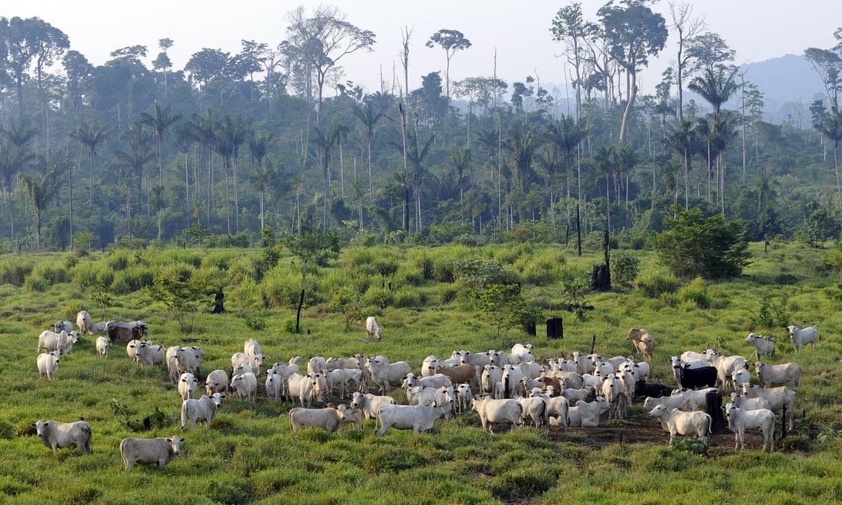 Më e thjeshtë nga sa e mendonim/ Bëhuni veganë që të shpëtoni planetin