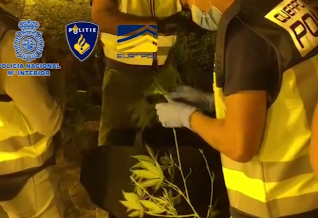 Kultivonin drogë në Spanjë, arrestohen 6 shtetas shqiptarë