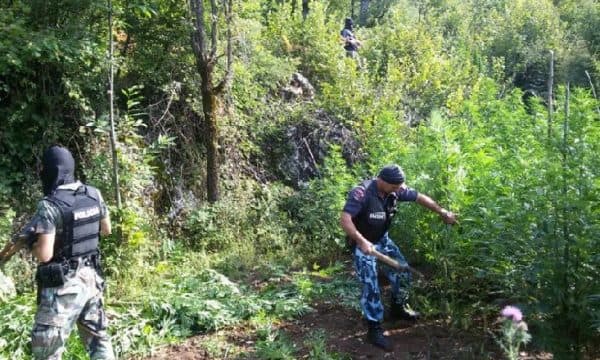 Korçë, lejuan kultivimin e kanabisit/ Procedohen penalisht tre zyrtarë të pyjeve dhe një kryetar fshati