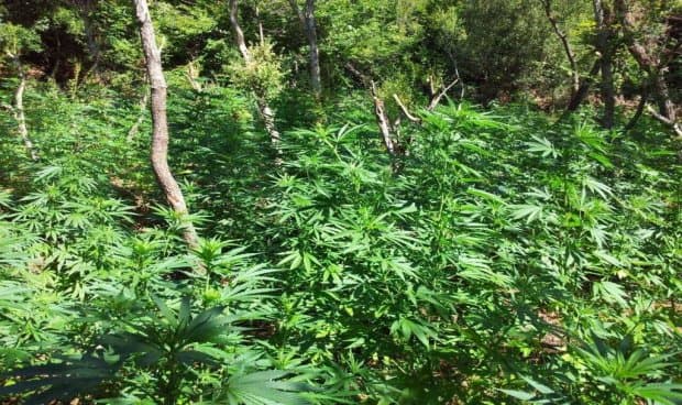 RAI3: Prodhimi i marijuanës në Shqipëri është 12-fishuar. Rama: Turp gazetaresk (VIDEO)