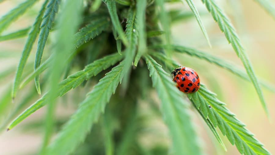 “Marlboro” i kthen sytë nga marijuana