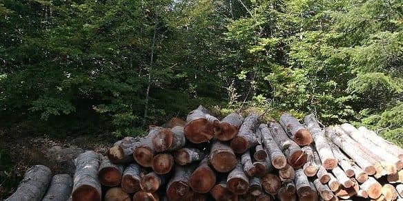 Krime mjedisore, procedohen penalisht 15 persona në qarkun e Dibrës