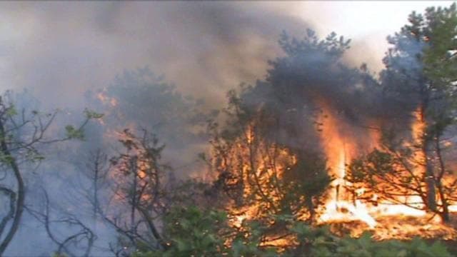 Zjarr në Durrës/ Flakët shkrumbojnë 1.5 ha me ullinj